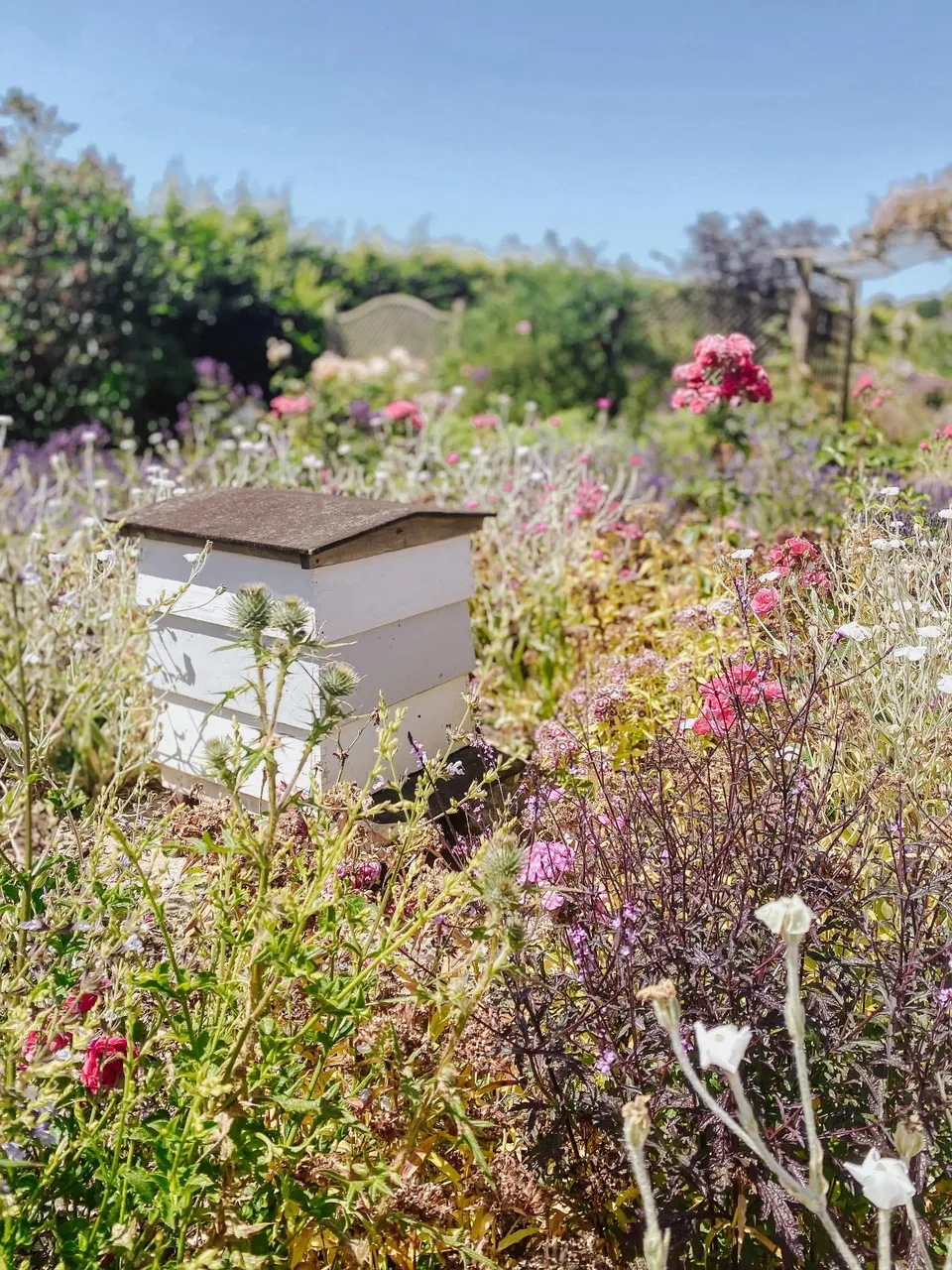 A white hive among summer flowers in the gardens at Blackbury Honey Farm